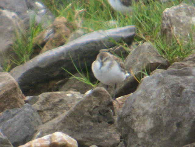 CORRELIMOS SEMIPALMEADO
