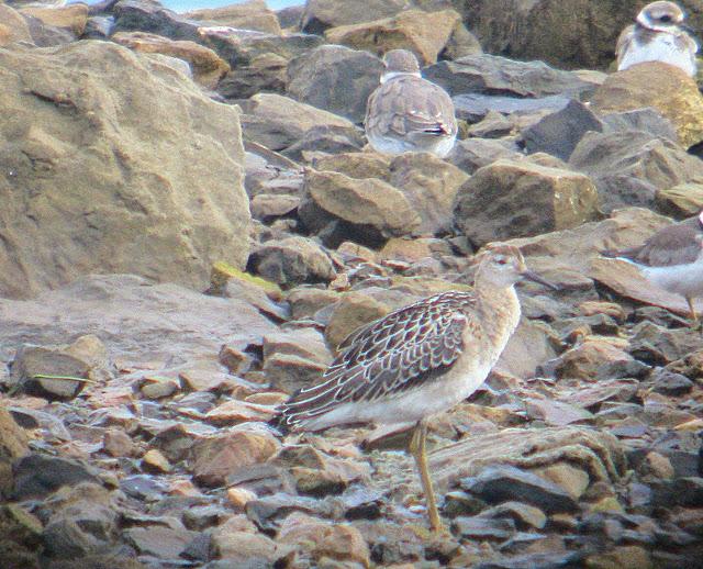 CORRELIMOS SEMIPALMEADO