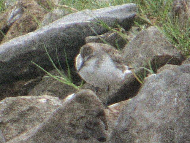 CORRELIMOS SEMIPALMEADO