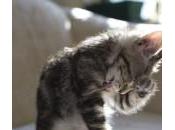 gatos lavan tanto?