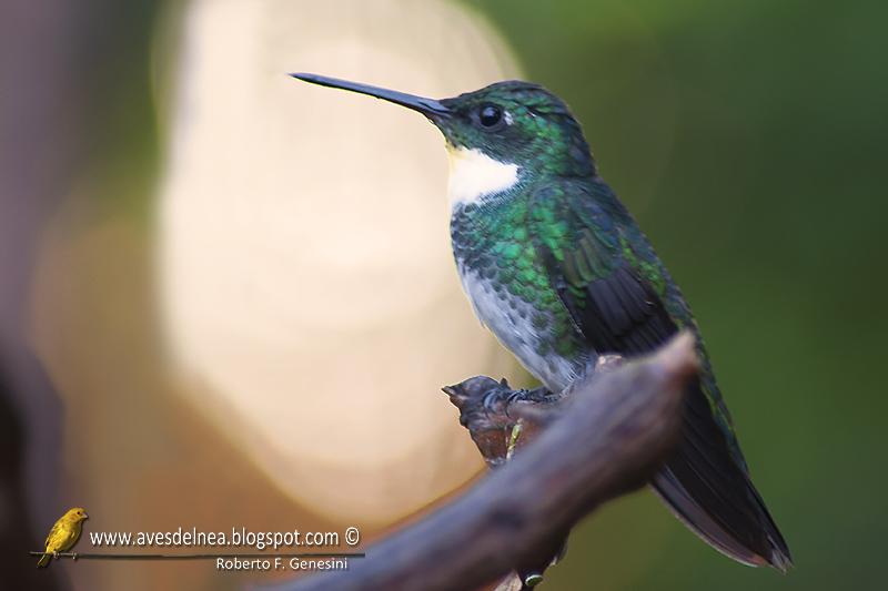 Picaflor garganta blanca (White-throated Hummingbird) Leucochloris albicollis