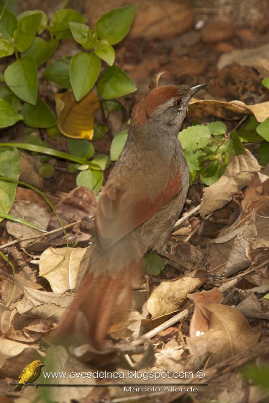 Pijuí frente gris (Sooty-fronted Spinetail) Synallaxis frontalis Pijuí frente gris (Sooty-fronted Spinetail) Synallaxis frontalis