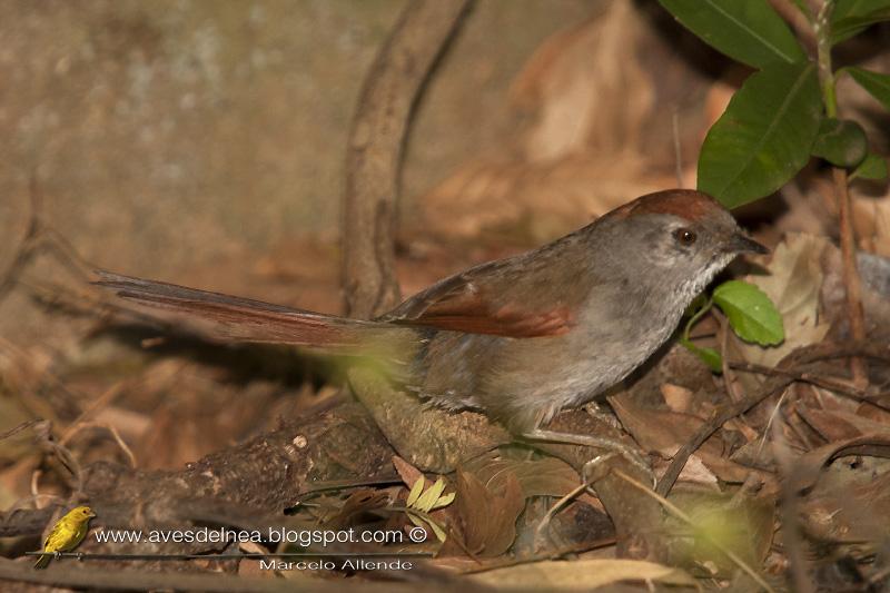 Pijuí frente gris (Sooty-fronted Spinetail) Synallaxis frontalis