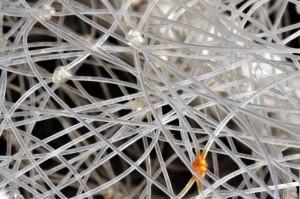 Comunicación interna: la eterna “asignatura pendiente” Organigrama de una empresa española...