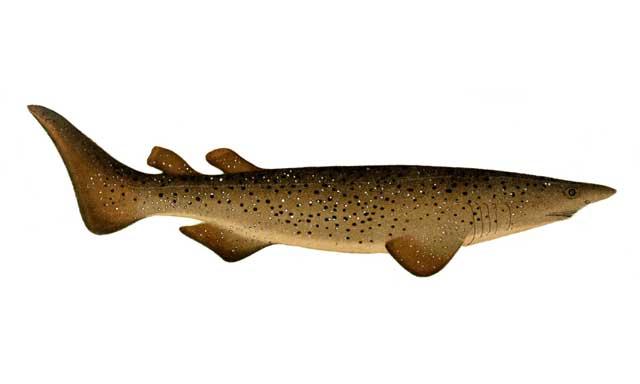 tiburón zarza (Echinorhinus brucus) ilustración