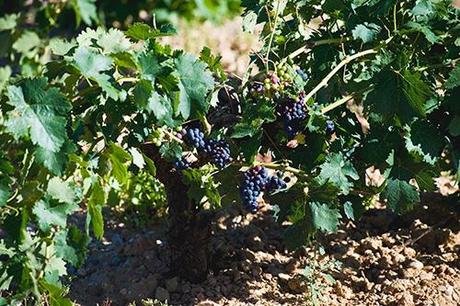 La tradición milenaria de la Vendimia vuelve a la ruta del vino Ribera del Duero