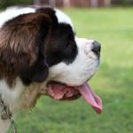 el jadeo de los perros