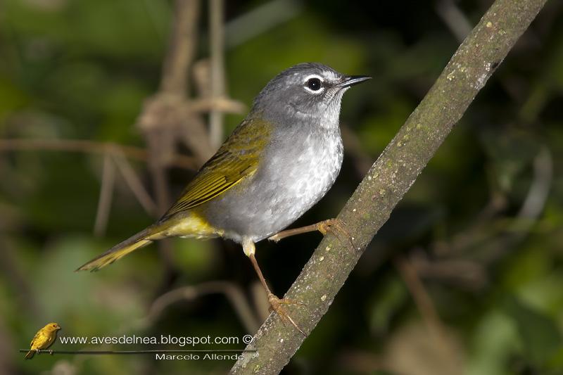 Arañero Silbón (White-rimmed Warbler) Basileuterus leucoblepharus