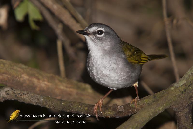 Arañero Silbón (White-rimmed Warbler) Basileuterus leucoblepharus