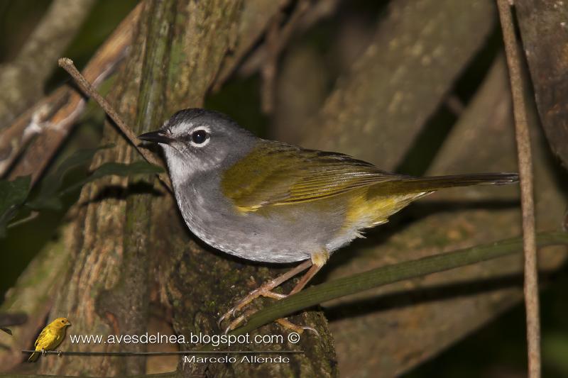 Arañero Silbón (White-rimmed Warbler) Basileuterus leucoblepharus