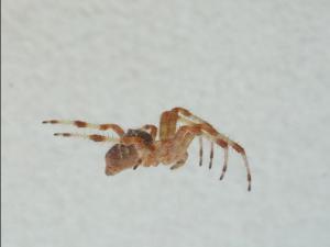 Araneus diadematus 02 megustaelmedionatural