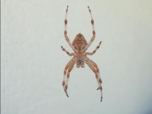 Araneus diadematus 01 megustaelmedionatural