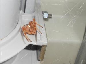 Araneus diadematus 04 megustaelmedionatural