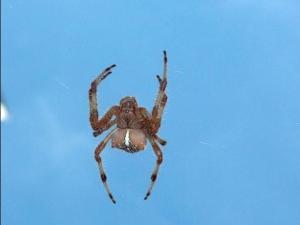 Araneus diadematus 03 megustaelmedionatural