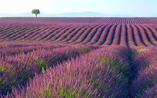 PROPIEDADES DE LA  LAVANDA o ESPLIEGO