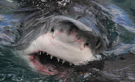 La boca del Gran Blanco