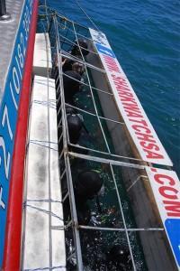 Avistar el Gran Tiburón Blanco Preparados-para-ver-al-Gran-Blanco