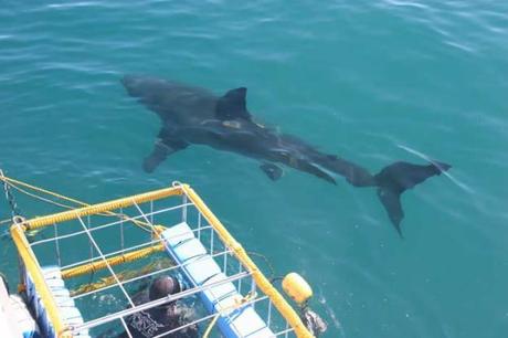 Avistar el Gran Tiburón Blanco Jaula y Tiburón Blanco