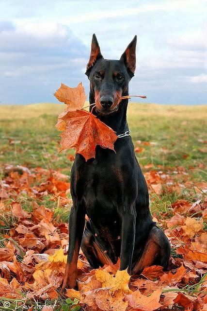 Dogs and cats in autumn