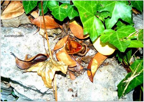 AUTUMN LEAVES BETWEEN AUTUMN LEAVES BETWEEN