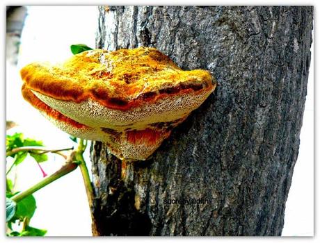 AUTUMN LEAVES BETWEEN AUTUMN LEAVES BETWEEN