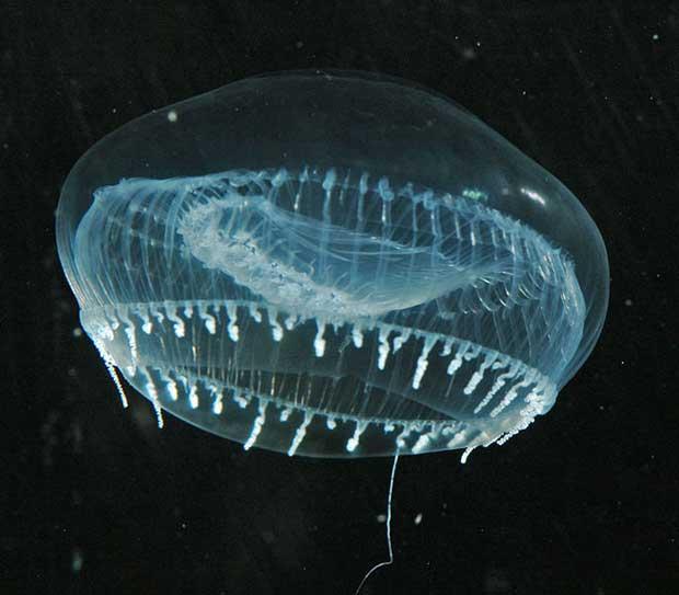 medusa Aequorea victoria