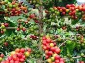 Roya lleva ruina cafeteros Descubierta.