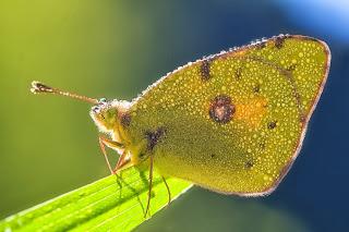 Para ampliar Colias crocea (Fourcroy, 1785) Colias común hacer clic