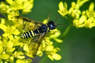 Para ampliar Megalodontes plagiocephalus (Fabricius 1804) hacer clic