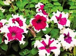 CÓMO SEMBRAR SEMILLAS DE PETUNIA