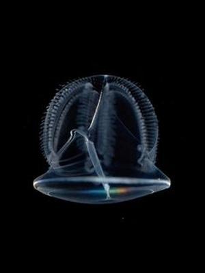  photo ojo_chatarra30_96_zps0d53249a.jpg