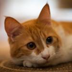 Ansiedad por separación en gatos ansiedad por separación en gatos