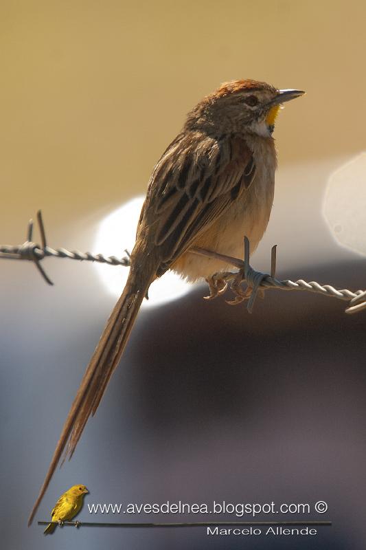 Chotoy (Chotoy Spinetail) Schoeniophylax phryganophila