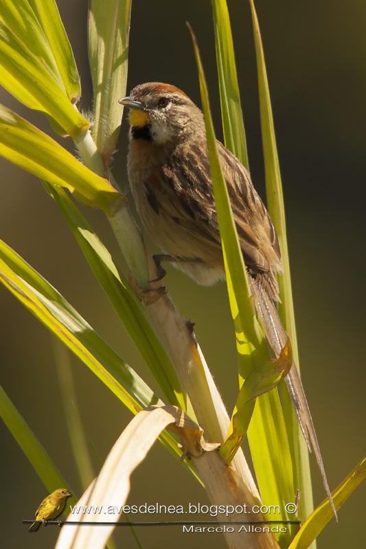 Chotoy (Chotoy Spinetail) Schoeniophylax phryganophila