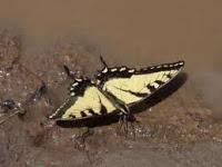 Jardín de Mariposas: Mariposas Macho en el Barro