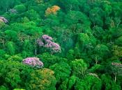 ¿Qué significa “ser verde”?