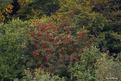 Ven, cómeme y trabaja para mi