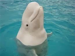 El particular tratamiento de belleza de las belugas
