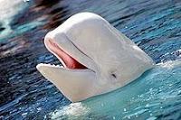 El particular tratamiento de belleza de las belugas
