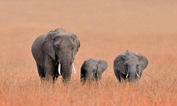 Elefantes_family