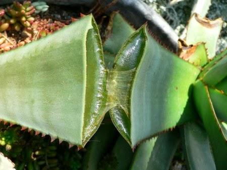 Aminoácidos en el Aloe Vera Aminoácidos en el Aloe Vera