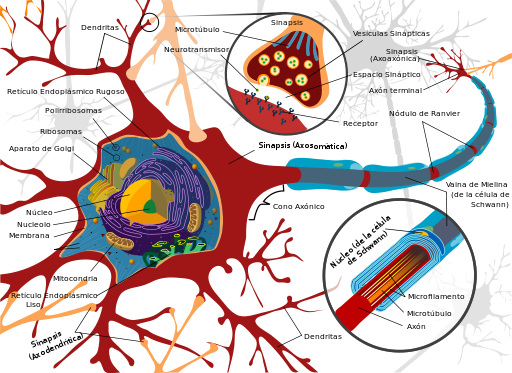 Complete neuron cell diagram es