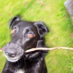 ¿Qué hacer si mi perro muere en casa?