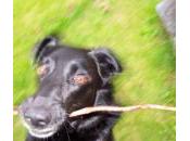 hacer perro muere casa?