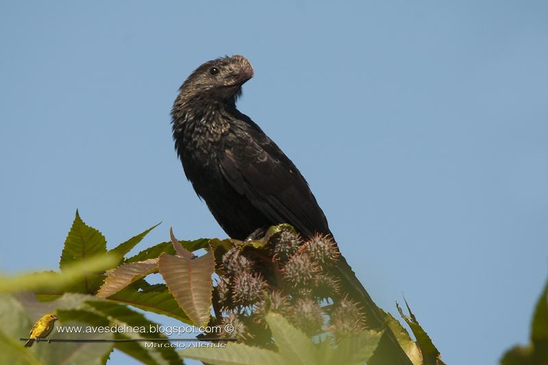 Anó chico (Smooth-billed ani) Crotophaga ani