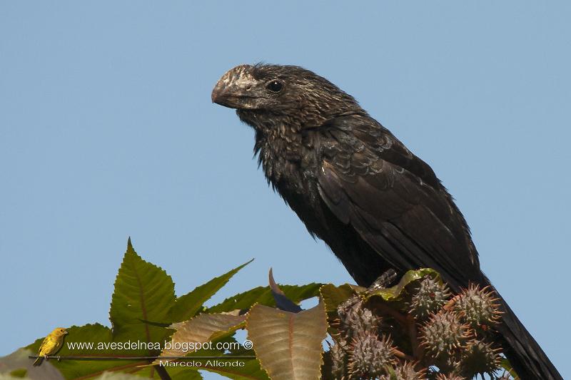 Anó chico (Smooth-billed ani) Crotophaga ani