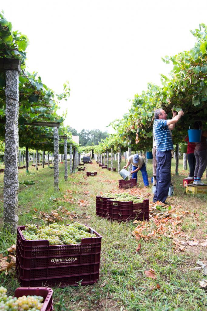 Vendimia en las Rias Baixas (Barrantes) y Ainara LeGardon.