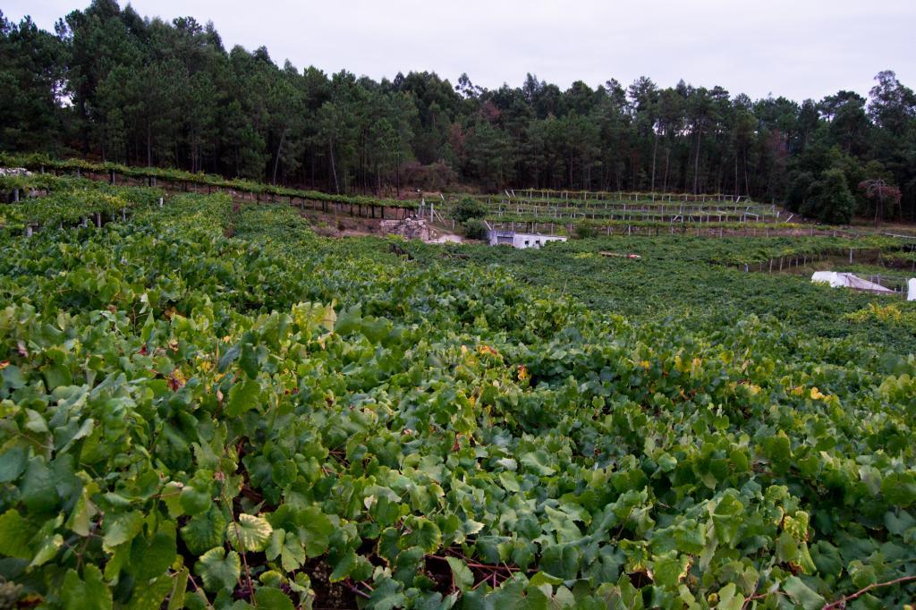 Vendimia en las Rias Baixas (Barrantes) y Ainara LeGardon.