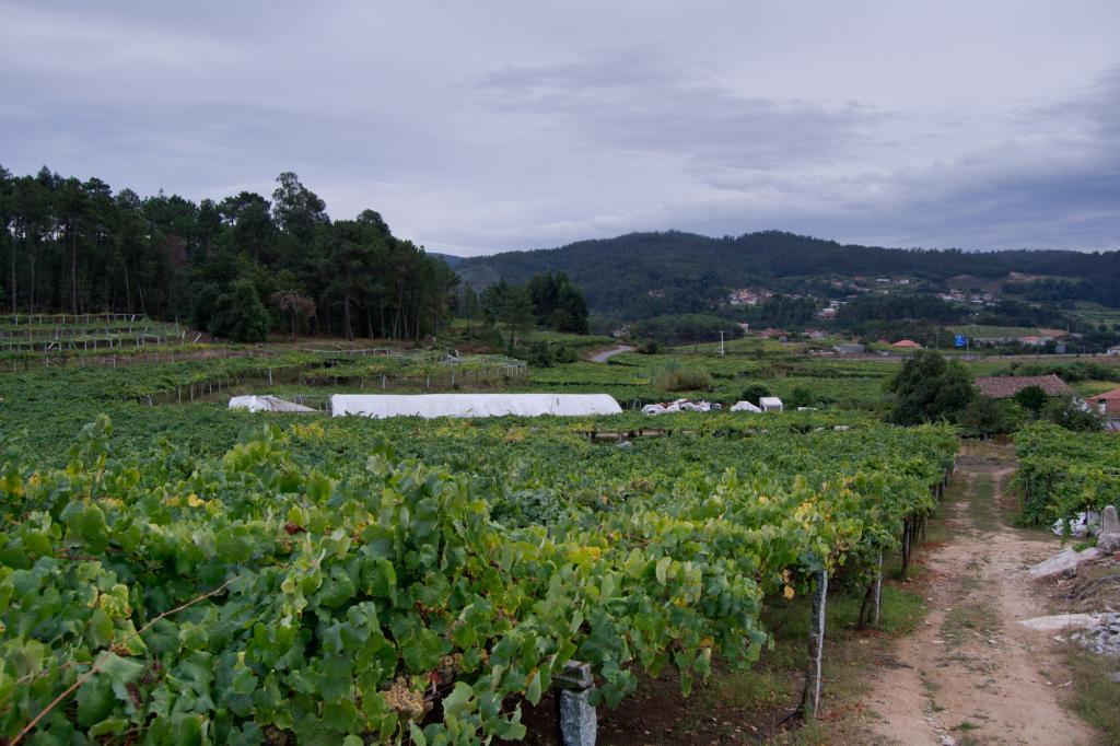 Vendimia en las Rias Baixas (Barrantes) y Ainara LeGardon.