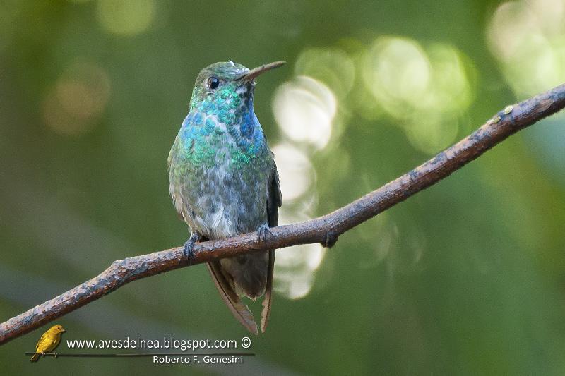 Picaflor esmeralda (Versicolored emerald) Amazilia versicolor